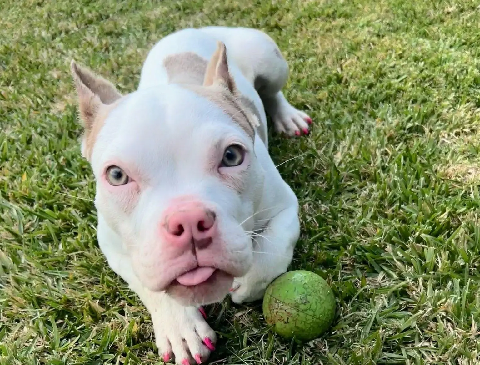 A white dog with a pink nose lying on grass with a lime-green ball